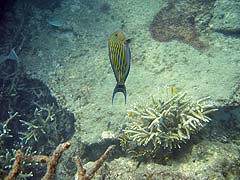Ao Suthep Corals and Fish